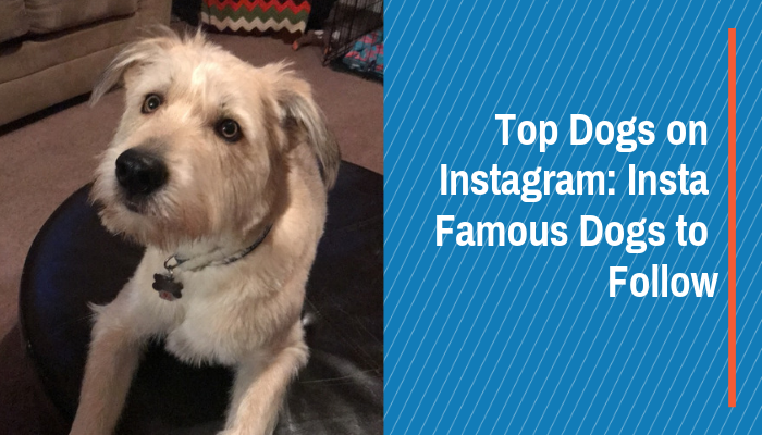 cute dogs instagram