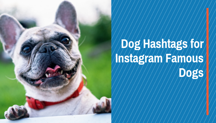make your dog instagram famous